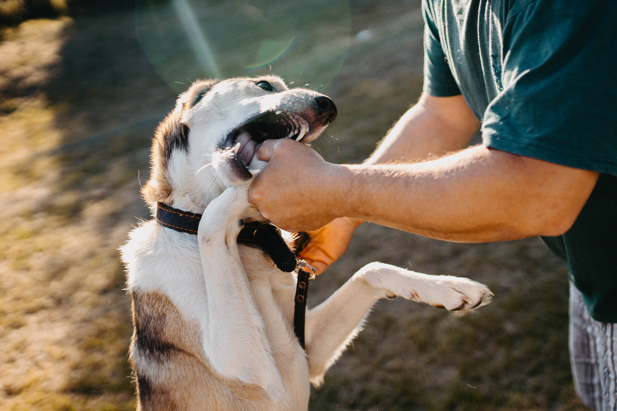 A white and brown dog attempting to bite a person’s hand.