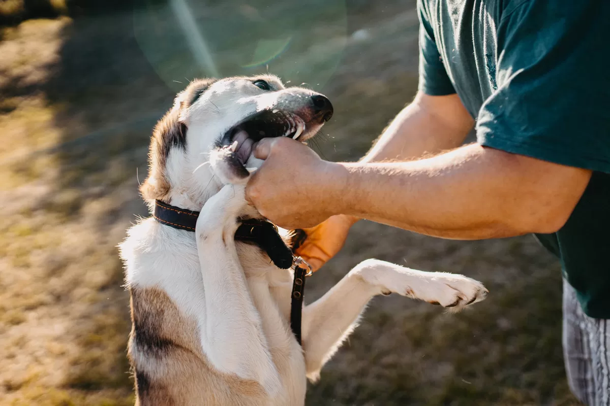 A white and brown dog attempting to bite a person’s hand.
